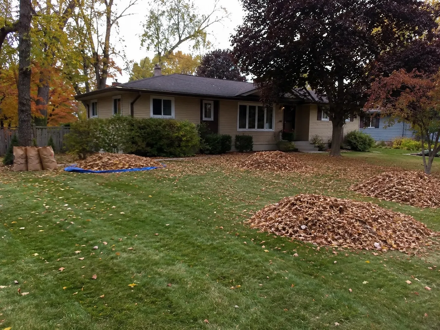 Feuilles d’automne rassemblées sur une pelouse résidentielle