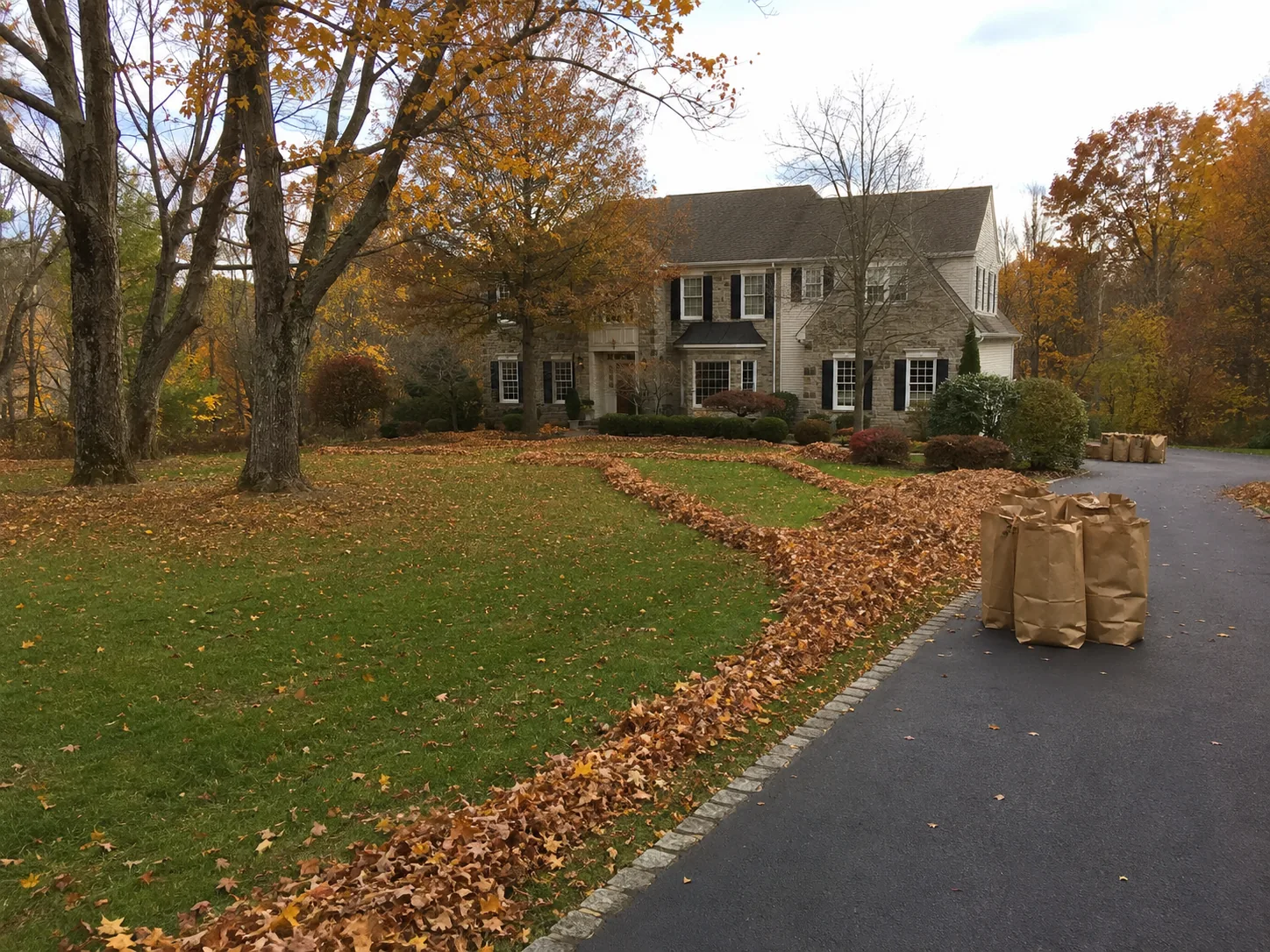Bandes de feuilles ramassées sur une grande pelouse automnale